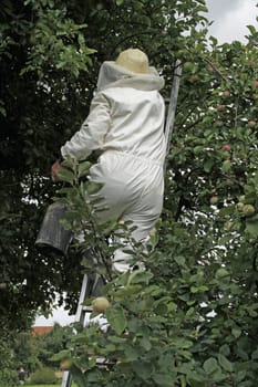 Man in protective suit relocates hornets