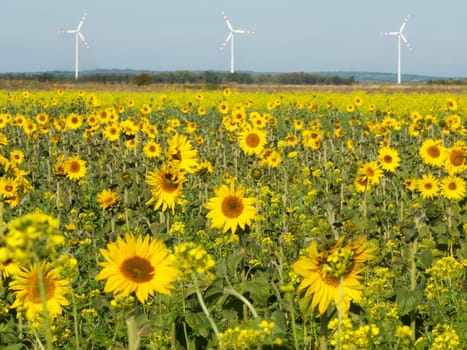 Sunflowers and wind turbine,alternative energy to protect the environment