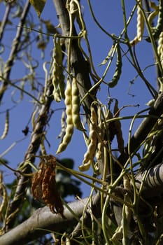 Runner beans in a vegetable garden