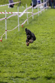 Running dog in dog sports