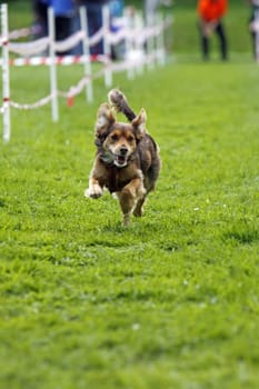 Running dog in dog sports
