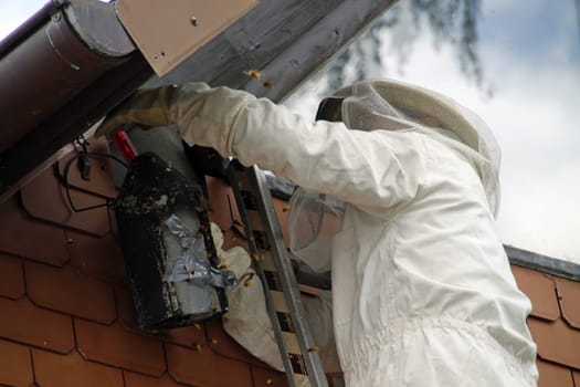 Man in protective suit relocates hornets