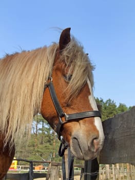 Black Forest Horse