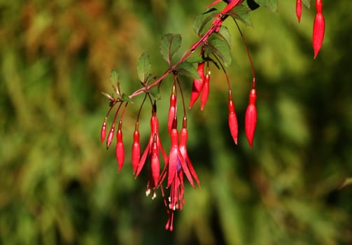 Shrub Blossom