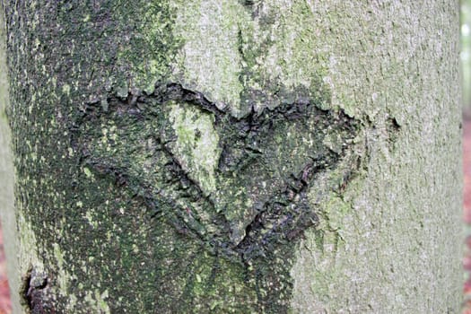 Wet Bark Heart