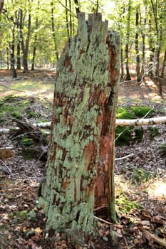 Dead Tree