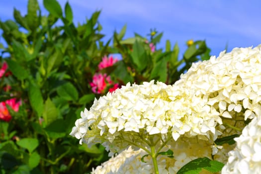 Blossoms