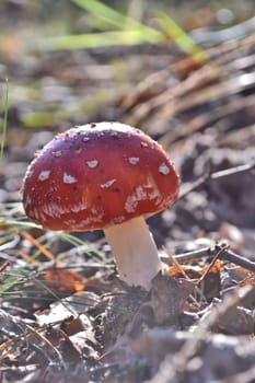 Fly agaric