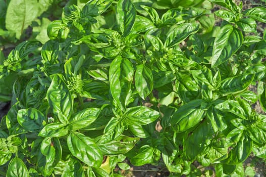 Basil for the traditional italian Pesto sauce