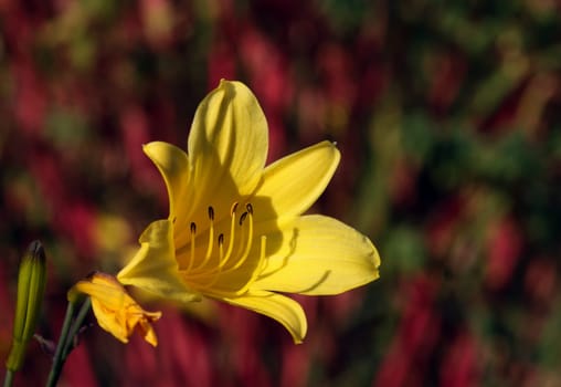 Hemerocallis minor [Lesser Daylily]