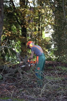 Lumberjack at work cutting down trees
