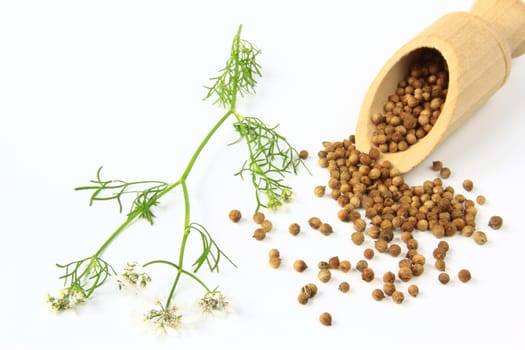 Coriander