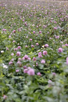 Red clover