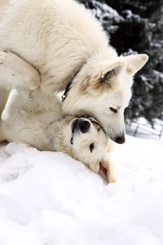 white two doggery fiddling in snow on mountains