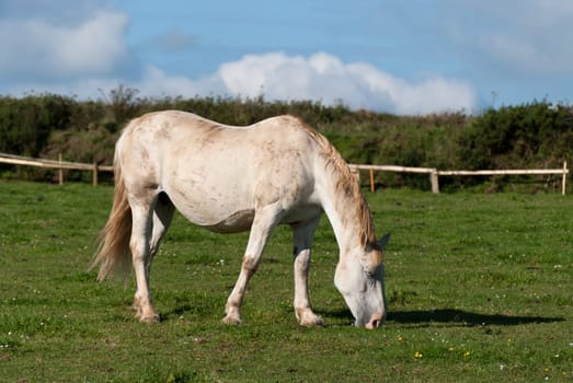 white horse at sunset in cornwall