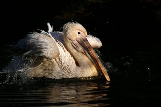 Pelican