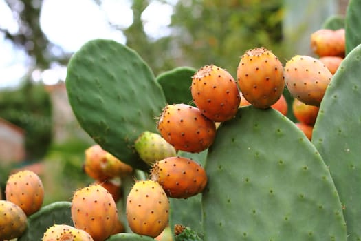 Cactus with figs