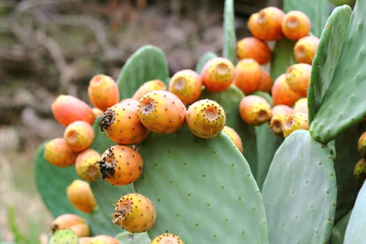 Cactus with figs
