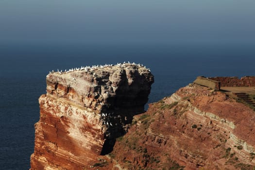 Gannet colony on the top of the Lange Anna on Heligoland