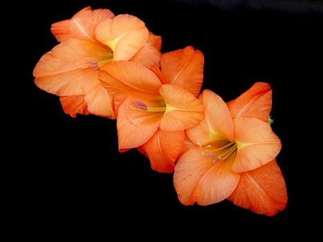 blossoms