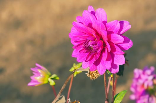 Autumn Flora