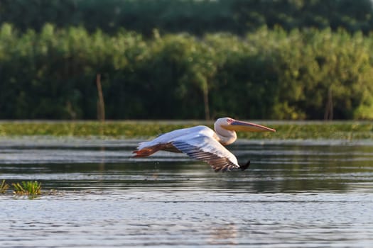 pelican in flight in Danube Delta, Romania