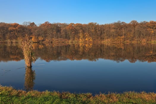 a beautiful forest on a lake in autumn