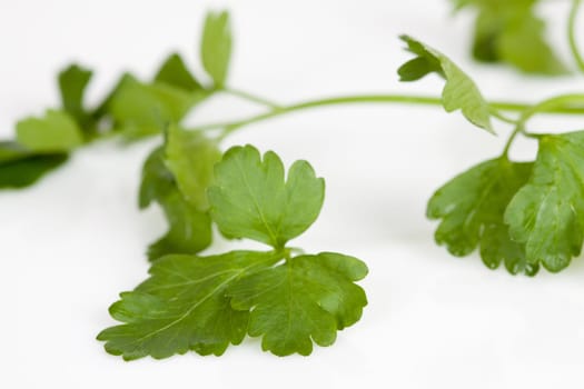 A strand of parsley with several leaves