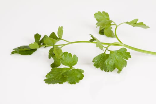 A strand of parsley with several leaves