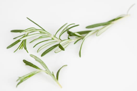Thyme leaves on a white background