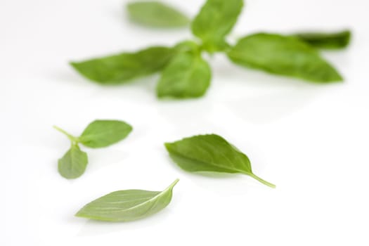 Basil leaves on a white background