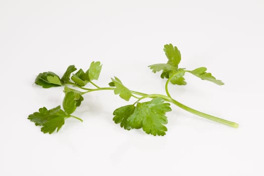 A strand of parsley with several leaves