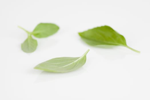 Basil leaves on a white background
