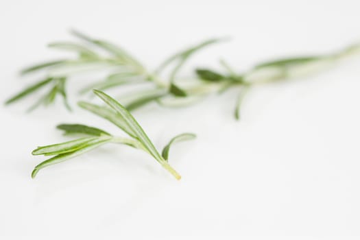 Thyme leaves on a white background