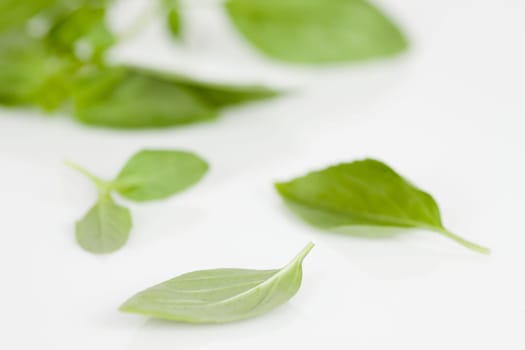 Basil leaves on a white background