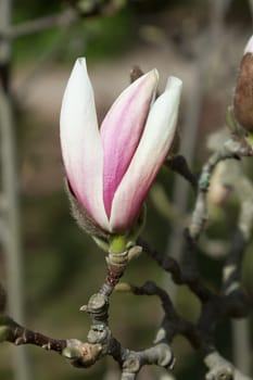 Magnolia tree in sunshine