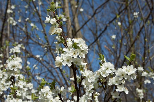 White cherry blossom