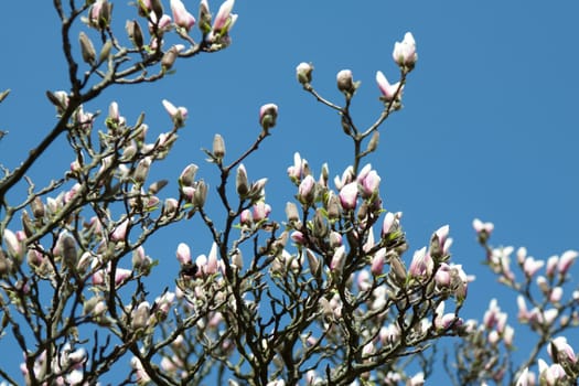 Magnolia tree in sunshine