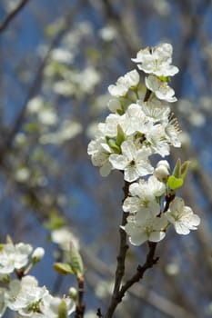 White cherry blossom