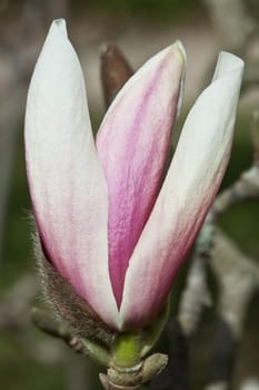 Magnolia tree in sunshine