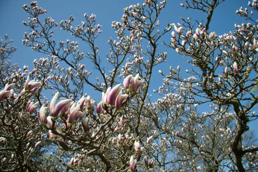 Magnolia tree in sunshine