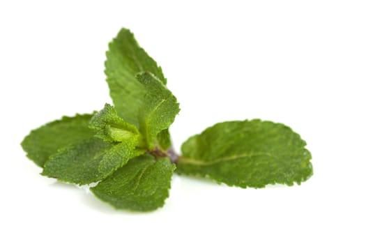 Mint leaves on a white background