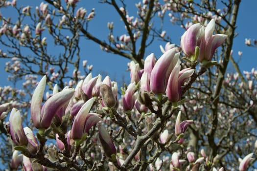 Magnolia tree in sunshine