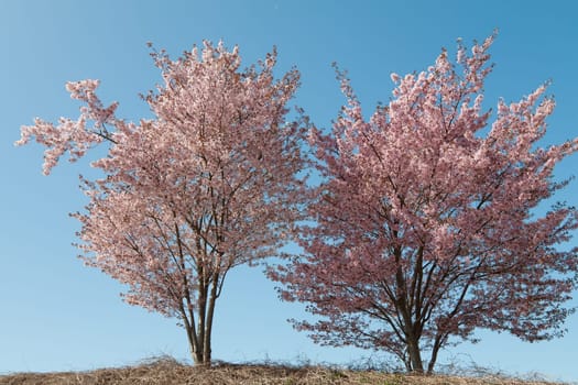 Pink cherry blossom in the park