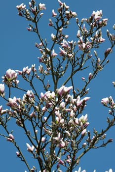 Magnolia tree in sunshine