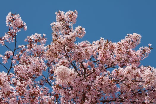 Pink cherry blossom in the park