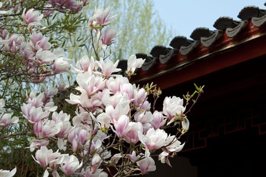 Magnolia under a Chinese roof