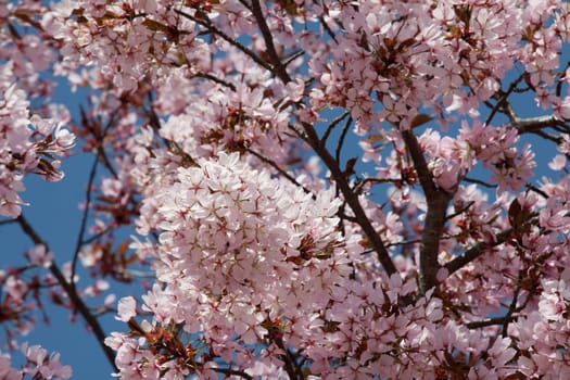 Pink cherry blossom in the park