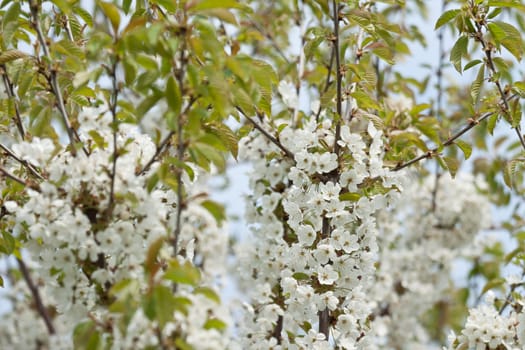 White cherry blossoms on the tree