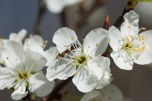 White cherry blossom